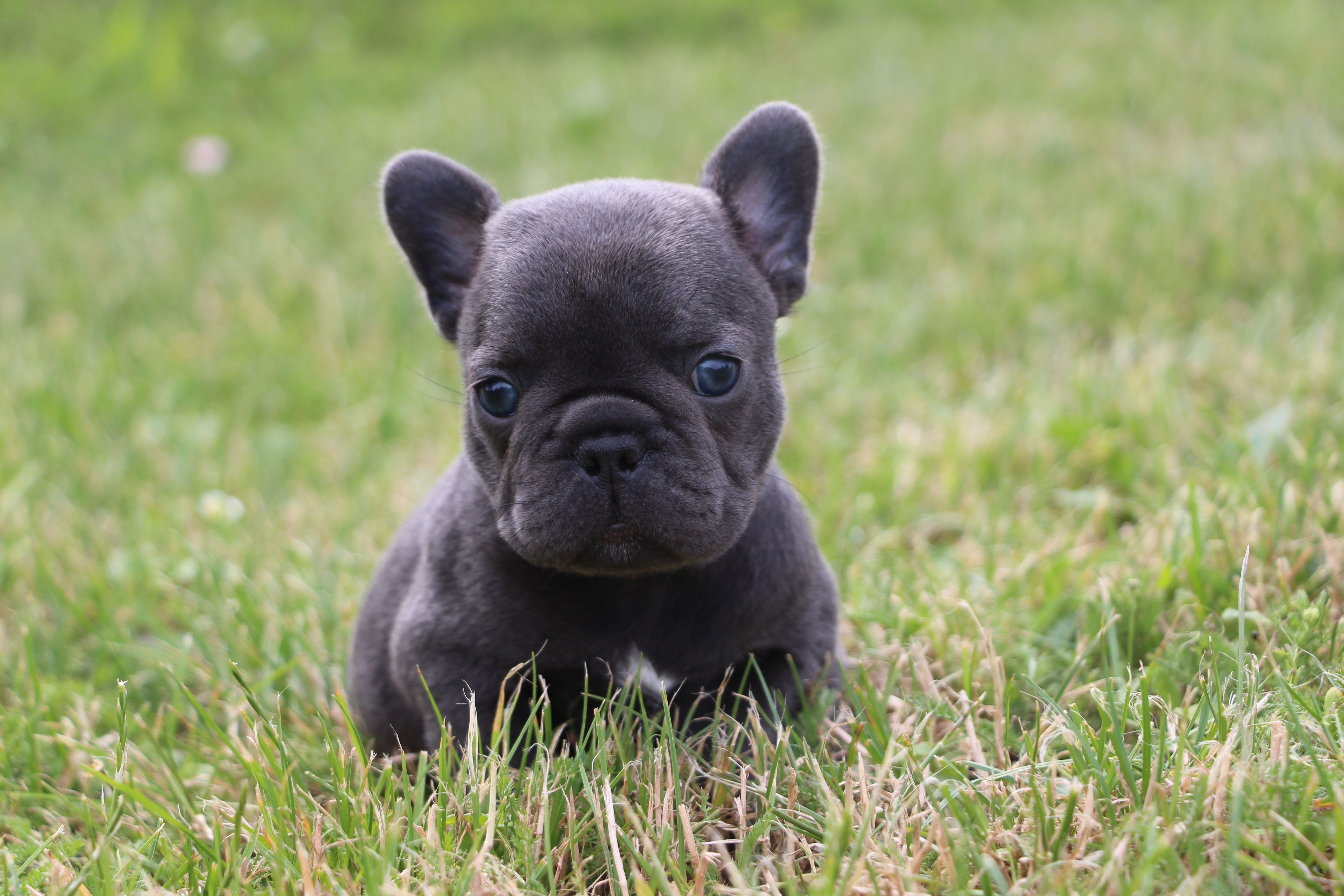 <svg class='pink'></svg> <b>Miss Little Heart</b> <svg class='pink'></svg>